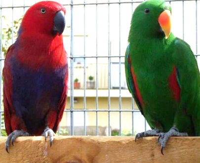 Solomon Island Eclectus