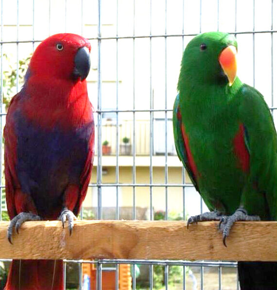 Solomon Island Eclectus