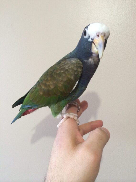 White Capped Pionus