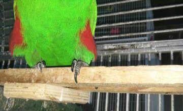 Vosmaers Eclectus
