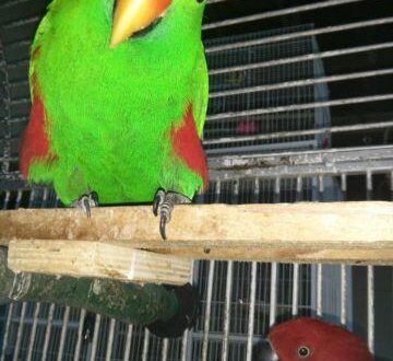 Vosmaers Eclectus