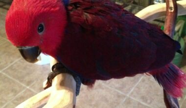 Red Sided Eclectus