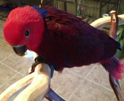 Red Sided Eclectus