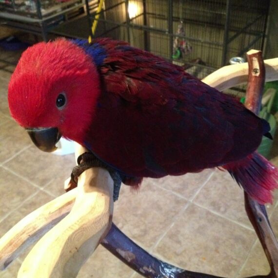 Red Sided Eclectus