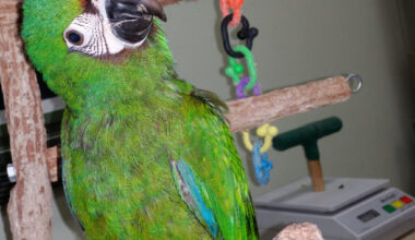 Severe Macaw