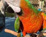 Harlequin Macaw