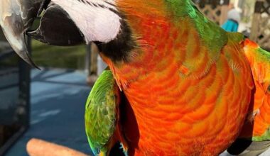 Harlequin Macaw