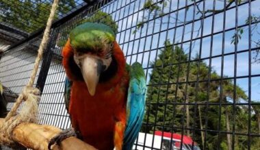 Catalina Macaw