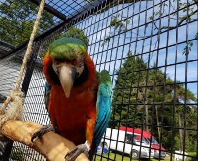 Catalina Macaw