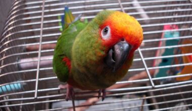Gold Capped Conure