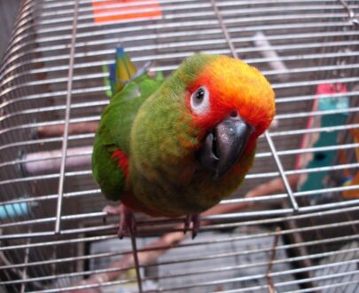Gold Capped Conure