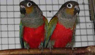 Crimson Bellied Conure