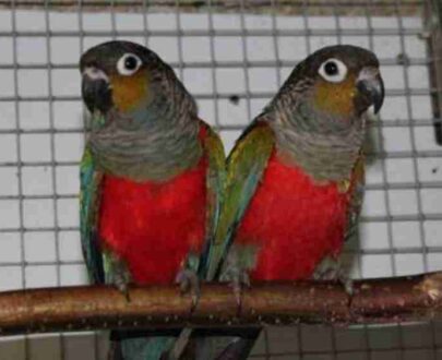 Crimson Bellied Conure