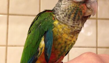 Green Cheek Conure