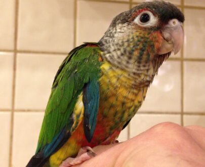 Green Cheek Conure