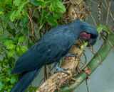 Black Palm Cockatoo
