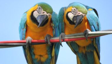 Blue and Gold Macaw