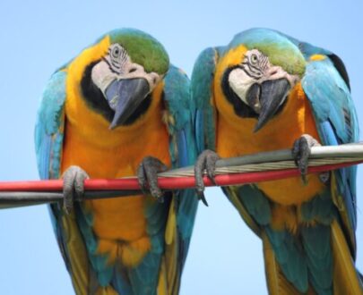 Blue and Gold Macaw
