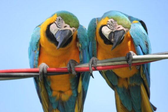 Blue and Gold Macaw