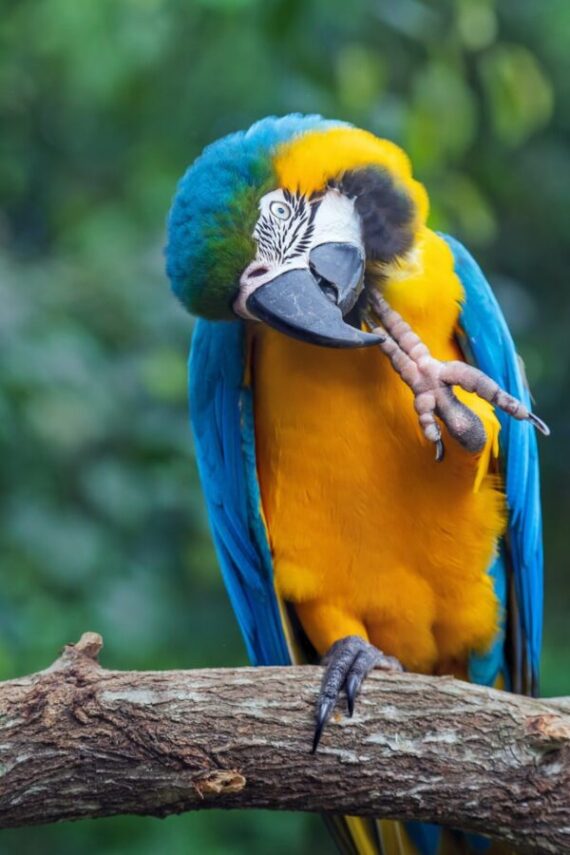 Blue and Gold Macaw