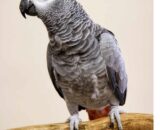 African Grey Congo
