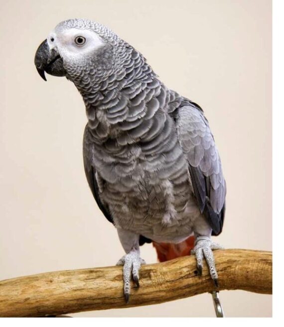 African Grey Congo