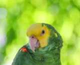 Double Yellow Headed Amazon