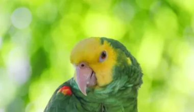 Double Yellow Headed Amazon