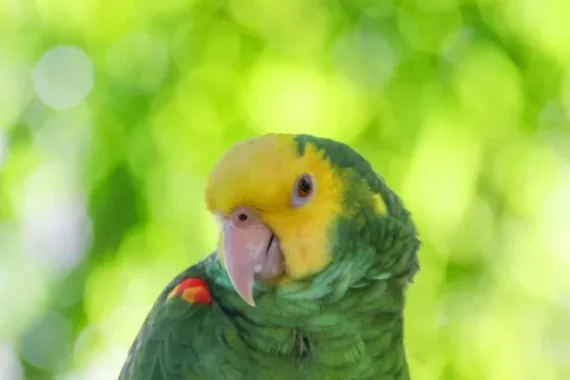 Double Yellow Headed Amazon