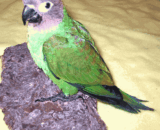 Dusky Headed Conure