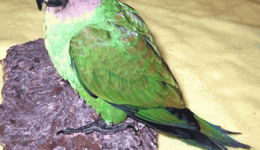 Dusky Headed Conure