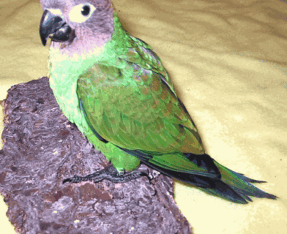 Dusky Headed Conure
