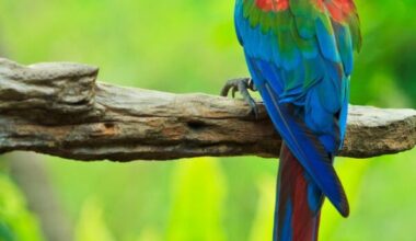 Green Winged Macaw