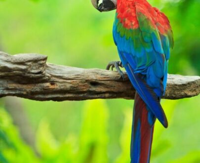 Green Winged Macaw