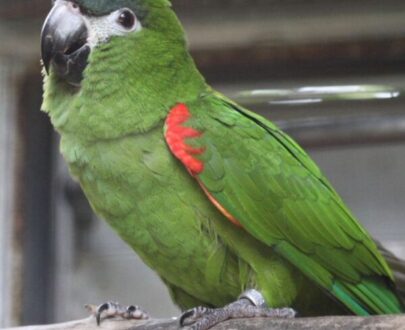 Macaw Parrot For Sale
