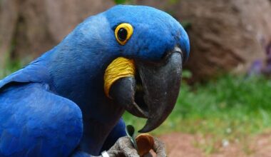 Hyacinth Macaw