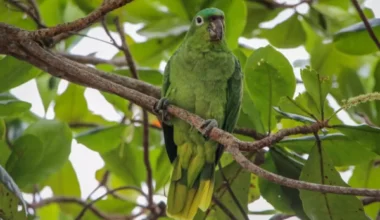 Mealy Amazon