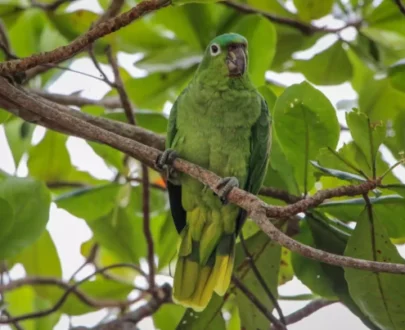 Mealy Amazon
