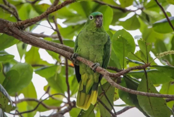 Mealy Amazon