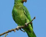 Mexican Red Headed Amazon