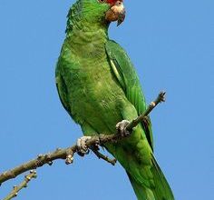Mexican Red Headed Amazon