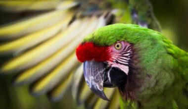 Military Macaw