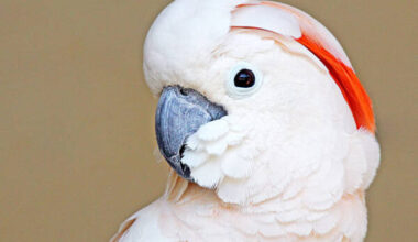 Moluccan Cockatoo