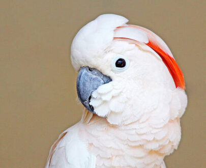Moluccan Cockatoo