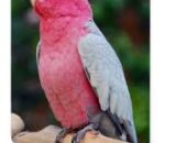 Rose Breasted Cockatoo