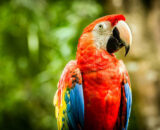 Blue Throated Macaw
