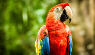Blue Throated Macaw