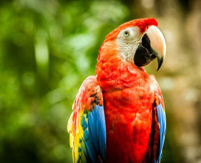 Blue Throated Macaw