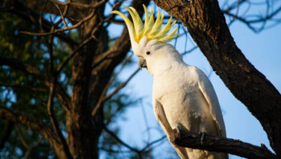Sulphur Crested Cockatoo