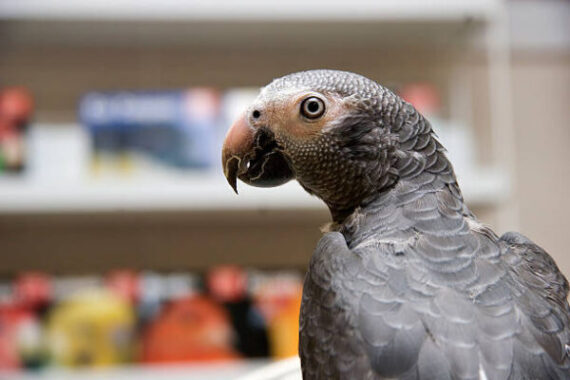 Timneh African Grey Parrot